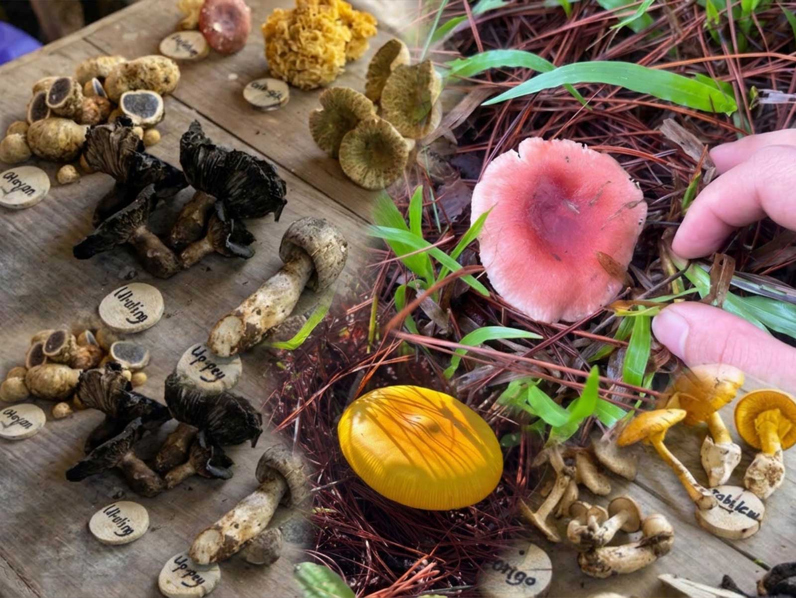 Hidden Harvests of the Highlands: Preserving the Mushroom Foraging Tradition of the Cordillera 